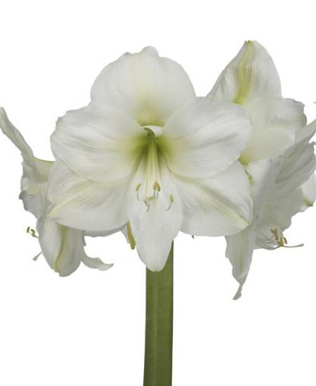 Amaryllis white Mont Blanc