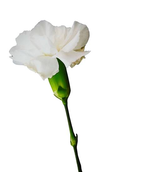 White Carnation