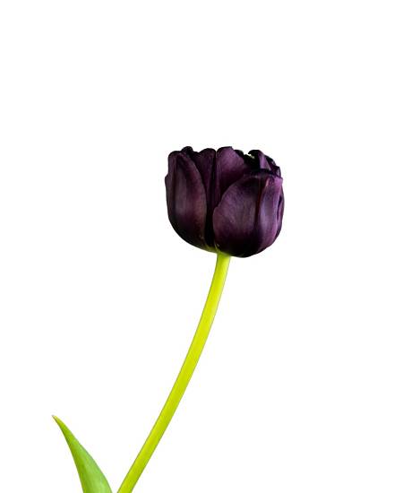 Černý tulipán Nightshade