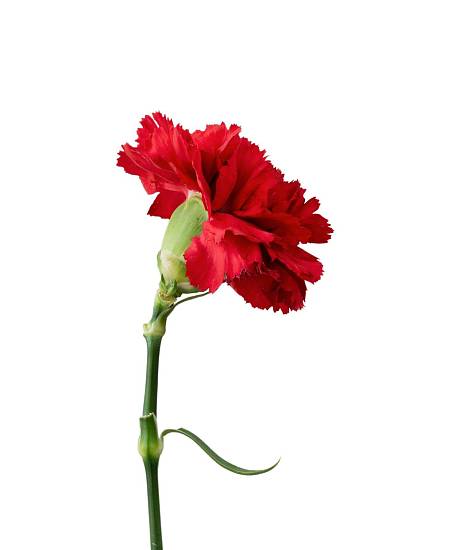 Red Carnation