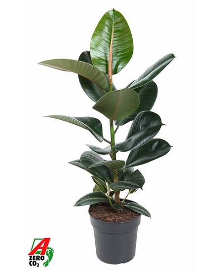 Ficus elastica Robusta