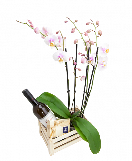 Dřevěná bedýnka Phalaenopsis