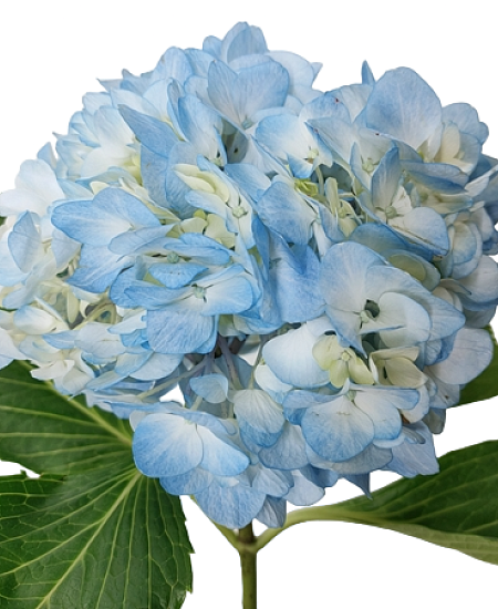 Blue Hydrangea