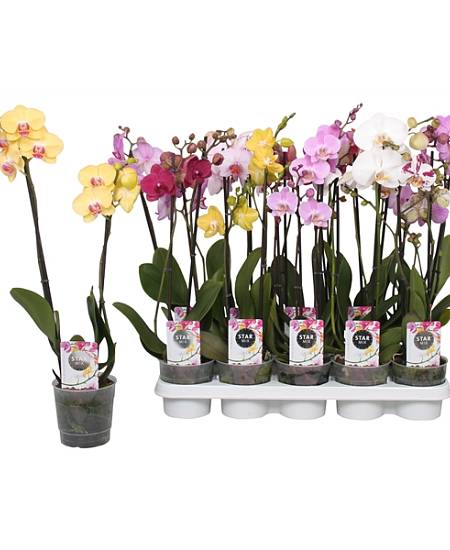 Orchidej, Phalaenopsis