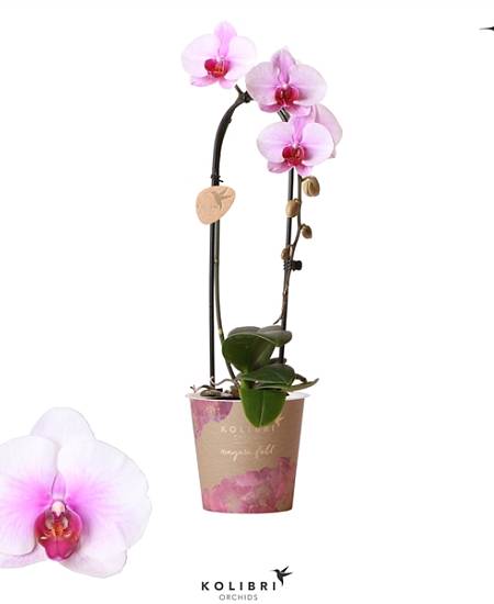 Phalaenopsis Kolibri