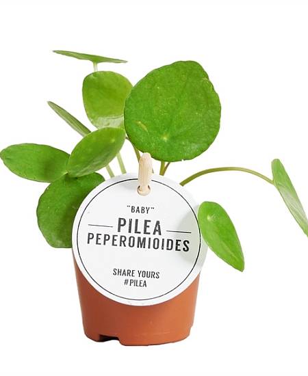 Pilea Peperomioides