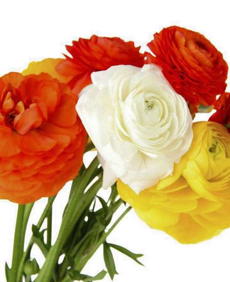 Ranunculus mixed colors