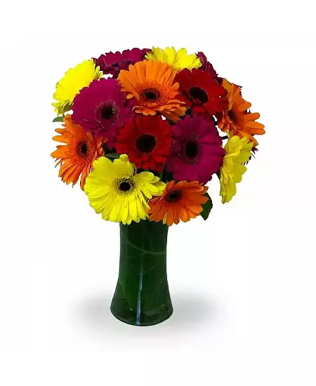 Gerbera mix barev