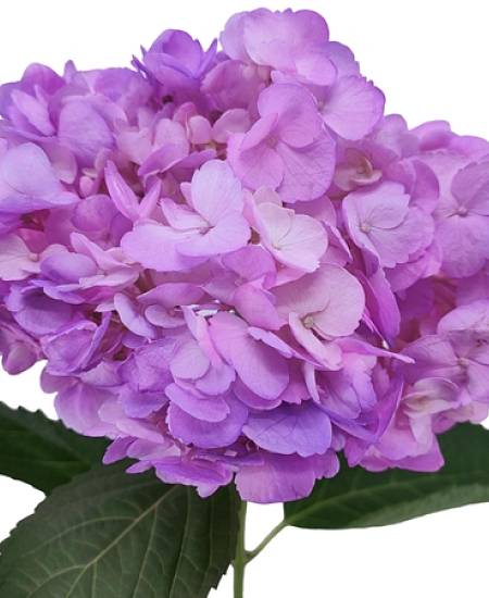 Pink Hydrangea