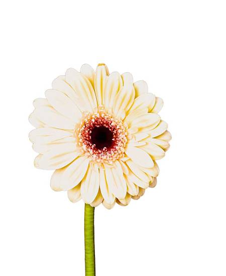 White Gerbera