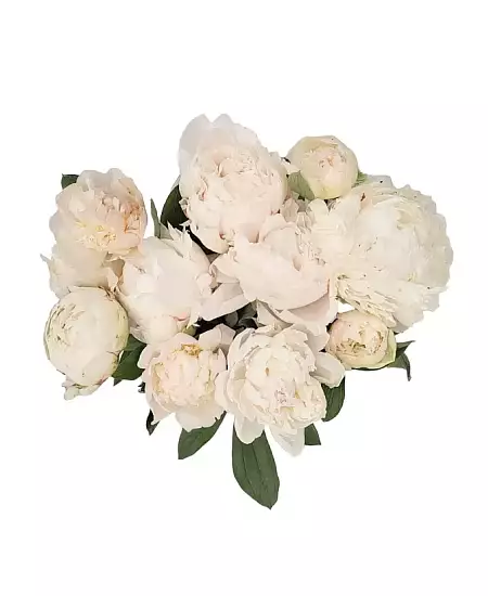 White peonies