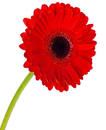 Red Gerbera