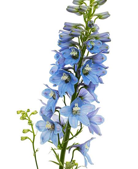 Delphinium elatum Sky Blue