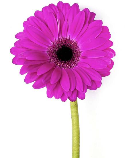 Purple Gerbera