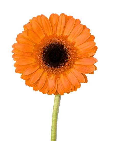 Orange Gerbera