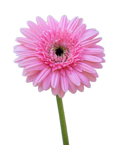 Pink Gerbera