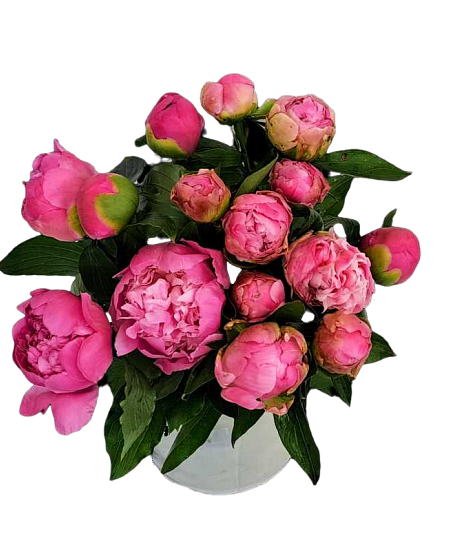 Pink Peony