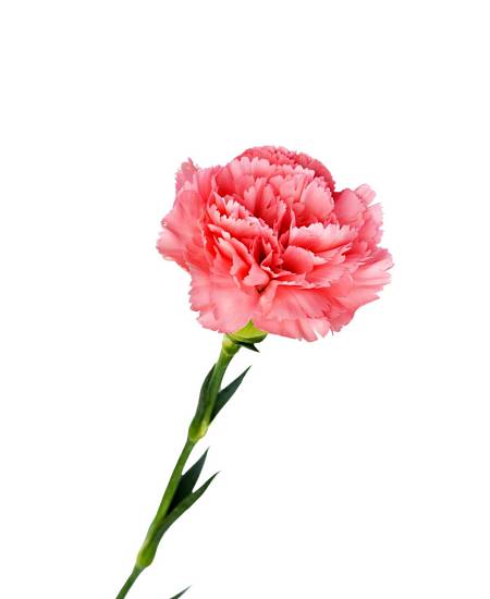 Pink Carnation