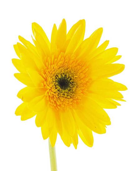 Yellow Gerbera