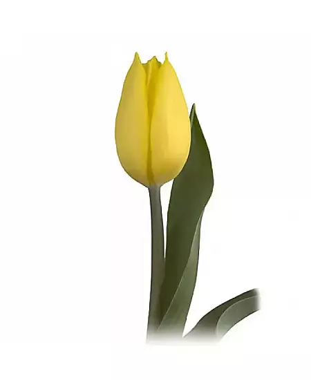 Tulip Gold