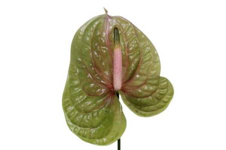 Anthurium