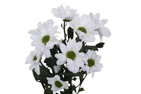 White Spray Chrysanthemum