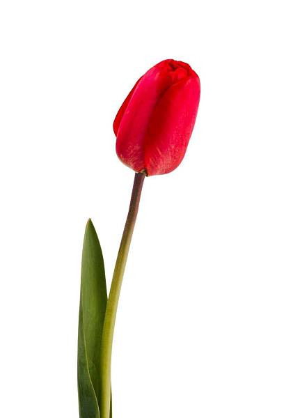 Red Tulip