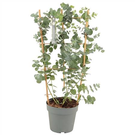 Eucalyptus Cinerea Silver Dollar