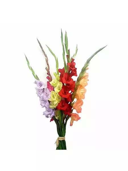 Gladioli flower