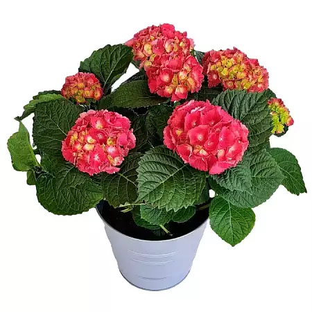 Hydrangea in a pot