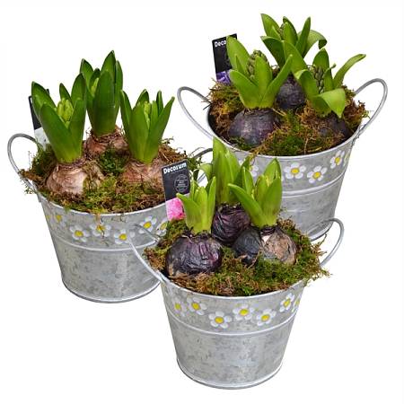 Hyacinth in a flowerpot