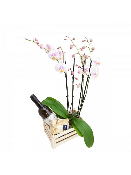 Phalenopsis wooden box