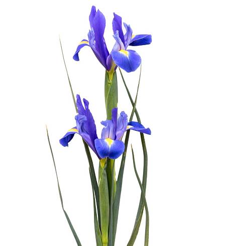 Iris, Kosatec