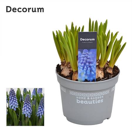 Muscari