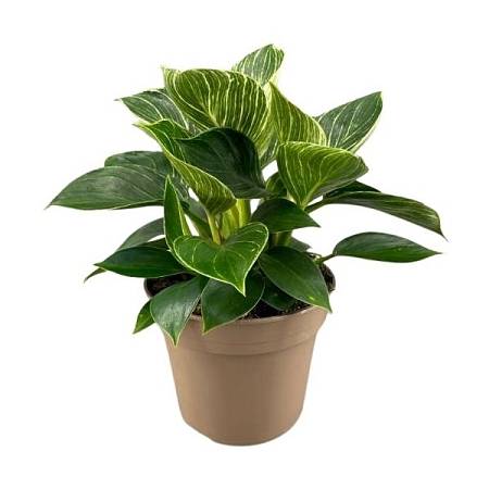 Philodendron Birkin