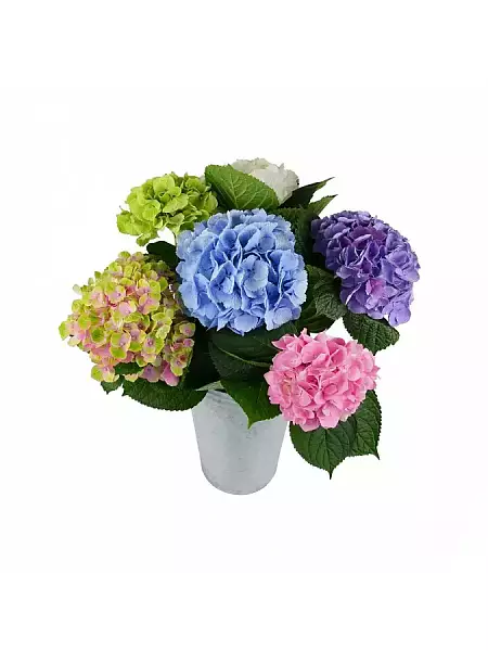 Hydrangea mix