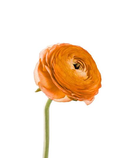 Oranžový Ranunculus