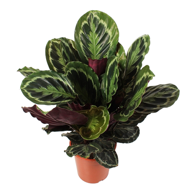 https://imgcdn.kvetinyexpres.cz/p1LpWMoujLN-QbMp1ANbhhVEiU4=/0x0/http://varkala/cache/675/900/image/Calathea-Medallion-21O-70cm.png