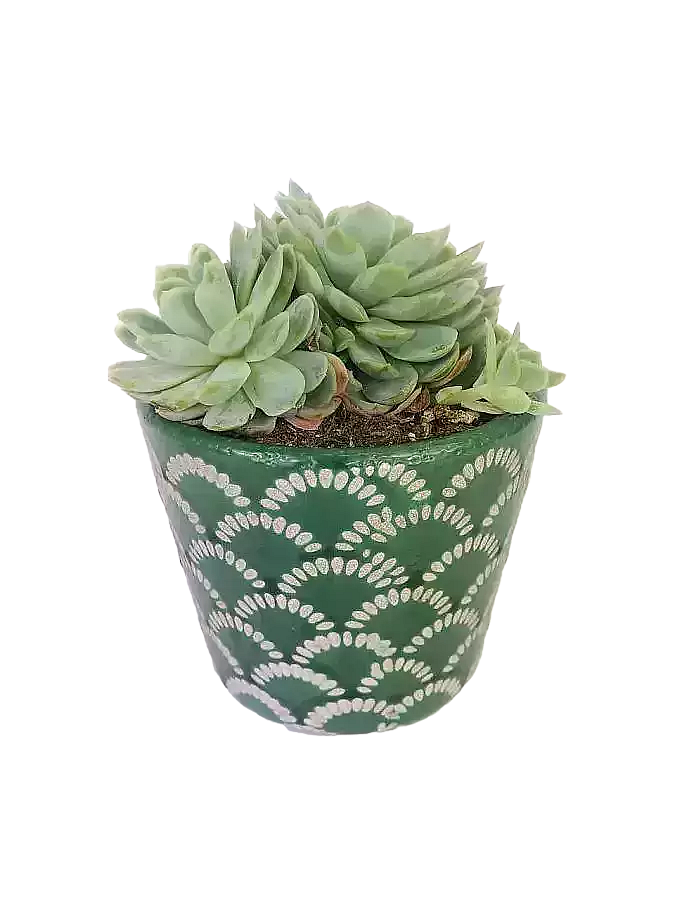 https://imgcdn.kvetinyexpres.cz/qDFyWk46CgIGc5p1uC-7hTmh0AE=/0x0/http://varkala/cache/675/900/image/Echeveria-Derenbergii.png