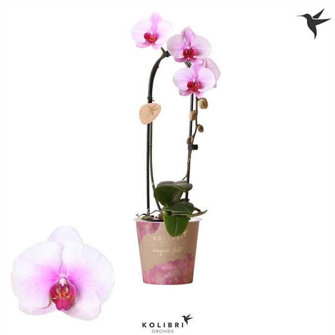 https://imgcdn.kvetinyexpres.cz/_Wn1VQ92qZt7lkLkPr0wP3YiHyY=/0x0/http://varkala/cache/675/900/image/Phalaenopsis-Kolibrik.jpeg